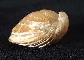 Sonstige - Brachiopoden - Carneithyris carnea SOWERBY 1812